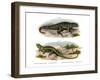 Northern Curly-Tailed Lizard-null-Framed Giclee Print