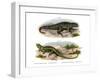 Northern Curly-Tailed Lizard-null-Framed Giclee Print