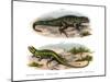 Northern Curly-Tailed Lizard-null-Mounted Giclee Print