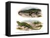 Northern Curly-Tailed Lizard-null-Framed Stretched Canvas