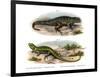 Northern Curly-Tailed Lizard-null-Framed Giclee Print