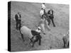 Northern Dancer after Winning the Kentucky Derby-null-Stretched Canvas