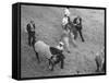 Northern Dancer after Winning the Kentucky Derby-null-Framed Stretched Canvas