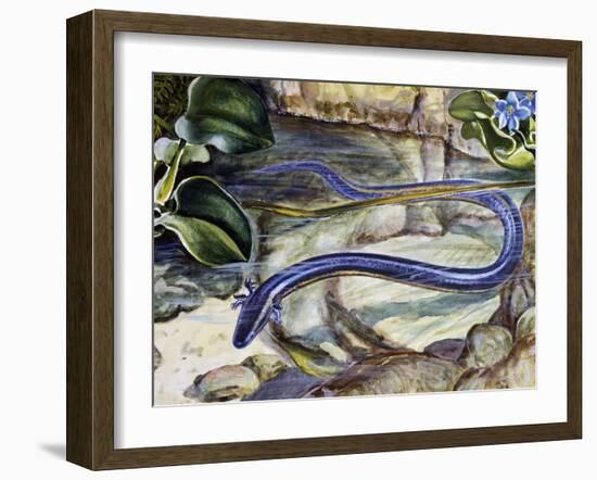 Northern Dwarf Siren (Pseudobranchus Striatus), Sirenidae-null-Framed Giclee Print