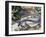 Northern Dwarf Siren (Pseudobranchus Striatus), Sirenidae-null-Framed Giclee Print