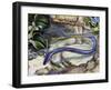 Northern Dwarf Siren (Pseudobranchus Striatus), Sirenidae-null-Framed Giclee Print