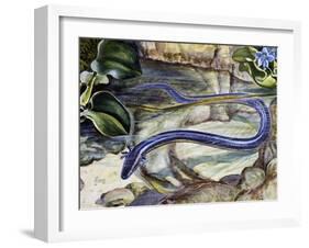 Northern Dwarf Siren (Pseudobranchus Striatus), Sirenidae-null-Framed Giclee Print