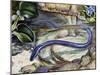 Northern Dwarf Siren (Pseudobranchus Striatus), Sirenidae-null-Mounted Giclee Print