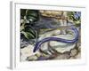 Northern Dwarf Siren (Pseudobranchus Striatus), Sirenidae-null-Framed Giclee Print