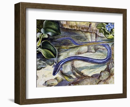 Northern Dwarf Siren (Pseudobranchus Striatus), Sirenidae-null-Framed Giclee Print