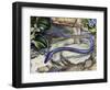 Northern Dwarf Siren (Pseudobranchus Striatus), Sirenidae-null-Framed Giclee Print