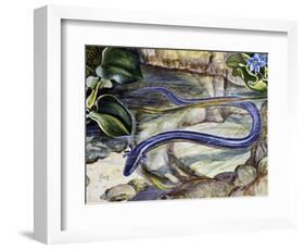 Northern Dwarf Siren (Pseudobranchus Striatus), Sirenidae-null-Framed Giclee Print