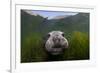 Northern elephant seal approaching camera, Cedros Island, Pacific Ocean, Baja California, Mexico-Claudio Contreras-Framed Photographic Print