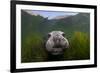 Northern elephant seal approaching camera, Cedros Island, Pacific Ocean, Baja California, Mexico-Claudio Contreras-Framed Photographic Print