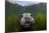 Northern elephant seal approaching camera, Cedros Island, Pacific Ocean, Baja California, Mexico-Claudio Contreras-Mounted Photographic Print