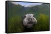 Northern elephant seal approaching camera, Cedros Island, Pacific Ocean, Baja California, Mexico-Claudio Contreras-Framed Stretched Canvas