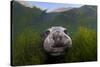 Northern elephant seal approaching camera, Cedros Island, Pacific Ocean, Baja California, Mexico-Claudio Contreras-Stretched Canvas