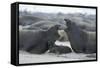 Northern Elephant Seal Females Squabbling Over-null-Framed Stretched Canvas