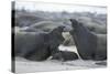 Northern Elephant Seal Females Squabbling Over-null-Stretched Canvas