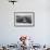 Northern Elephant Seal Females Squabbling Over-null-Framed Photographic Print displayed on a wall