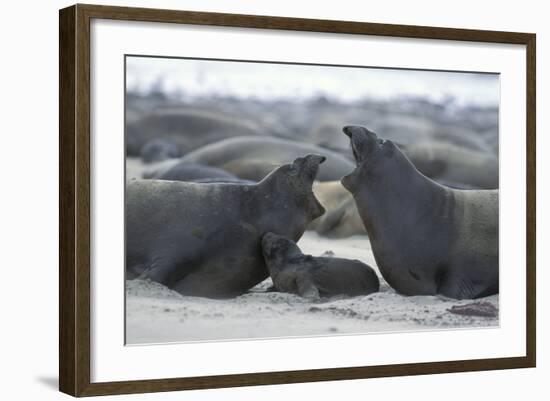 Northern Elephant Seal Females Squabbling Over-null-Framed Photographic Print