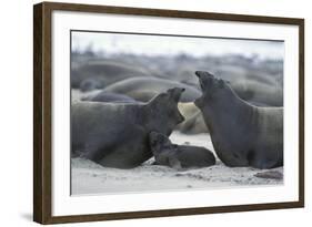 Northern Elephant Seal Females Squabbling Over-null-Framed Photographic Print