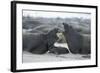 Northern Elephant Seal Females Squabbling Over-null-Framed Photographic Print