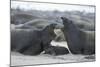 Northern Elephant Seal Females Squabbling Over-null-Mounted Photographic Print