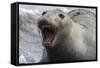 Northern Elephant Seal-null-Framed Stretched Canvas