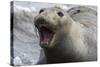 Northern Elephant Seal-null-Stretched Canvas