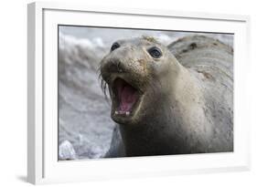 Northern Elephant Seal-null-Framed Photographic Print
