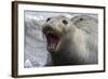 Northern Elephant Seal-null-Framed Photographic Print