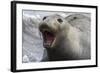 Northern Elephant Seal-null-Framed Photographic Print