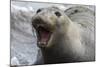 Northern Elephant Seal-null-Mounted Photographic Print