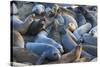 Northern elephant seals at Piedras Blancas Elephant Seal Rookery, San Simeon, California, USA-Russ Bishop-Stretched Canvas