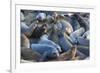 Northern elephant seals at Piedras Blancas Elephant Seal Rookery, San Simeon, California, USA-Russ Bishop-Framed Premium Photographic Print