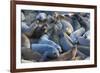 Northern elephant seals at Piedras Blancas Elephant Seal Rookery, San Simeon, California, USA-Russ Bishop-Framed Premium Photographic Print