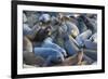 Northern elephant seals at Piedras Blancas Elephant Seal Rookery, San Simeon, California, USA-Russ Bishop-Framed Premium Photographic Print