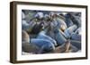 Northern elephant seals at Piedras Blancas Elephant Seal Rookery, San Simeon, California, USA-Russ Bishop-Framed Photographic Print