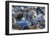 Northern elephant seals at Piedras Blancas Elephant Seal Rookery, San Simeon, California, USA-Russ Bishop-Framed Photographic Print