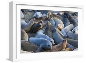 Northern elephant seals at Piedras Blancas Elephant Seal Rookery, San Simeon, California, USA-Russ Bishop-Framed Photographic Print