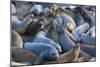 Northern elephant seals at Piedras Blancas Elephant Seal Rookery, San Simeon, California, USA-Russ Bishop-Mounted Photographic Print