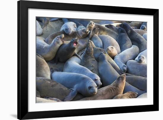 Northern elephant seals at Piedras Blancas Elephant Seal Rookery, San Simeon, California, USA-Russ Bishop-Framed Photographic Print