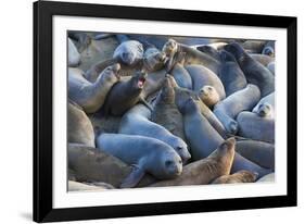 Northern elephant seals at Piedras Blancas Elephant Seal Rookery, San Simeon, California, USA-Russ Bishop-Framed Photographic Print