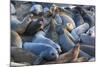 Northern elephant seals at Piedras Blancas Elephant Seal Rookery, San Simeon, California, USA-Russ Bishop-Mounted Photographic Print