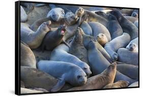 Northern elephant seals at Piedras Blancas Elephant Seal Rookery, San Simeon, California, USA-Russ Bishop-Framed Stretched Canvas