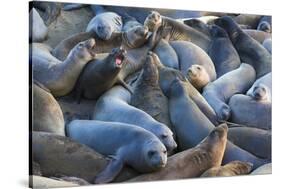 Northern elephant seals at Piedras Blancas Elephant Seal Rookery, San Simeon, California, USA-Russ Bishop-Stretched Canvas