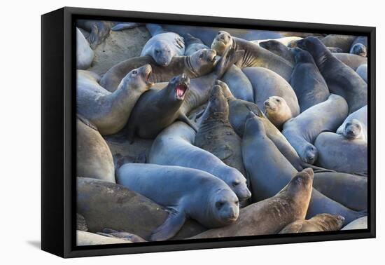 Northern elephant seals at Piedras Blancas Elephant Seal Rookery, San Simeon, California, USA-Russ Bishop-Framed Stretched Canvas