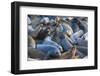 Northern elephant seals at Piedras Blancas Elephant Seal Rookery, San Simeon, California, USA-Russ Bishop-Framed Photographic Print