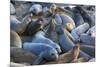 Northern elephant seals at Piedras Blancas Elephant Seal Rookery, San Simeon, California, USA-Russ Bishop-Mounted Photographic Print